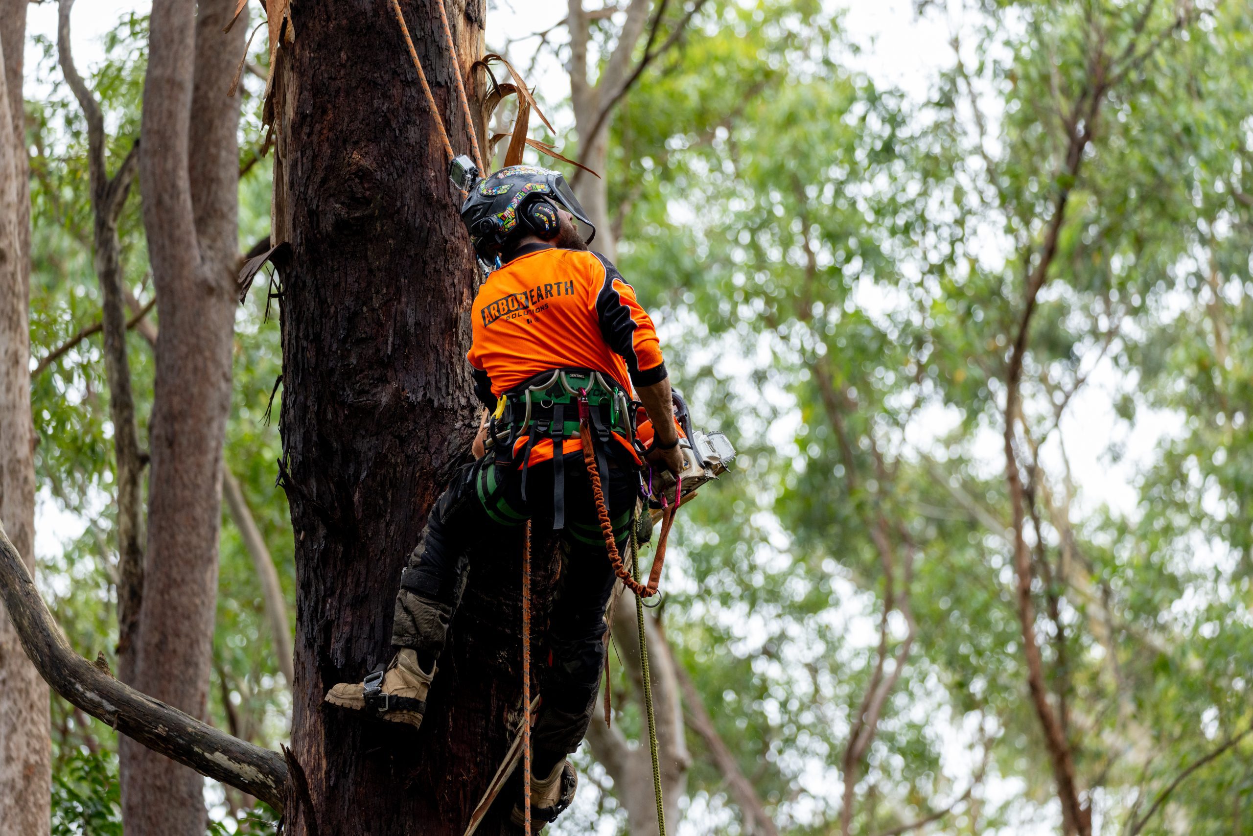 Tree Removal Lake Macquarie