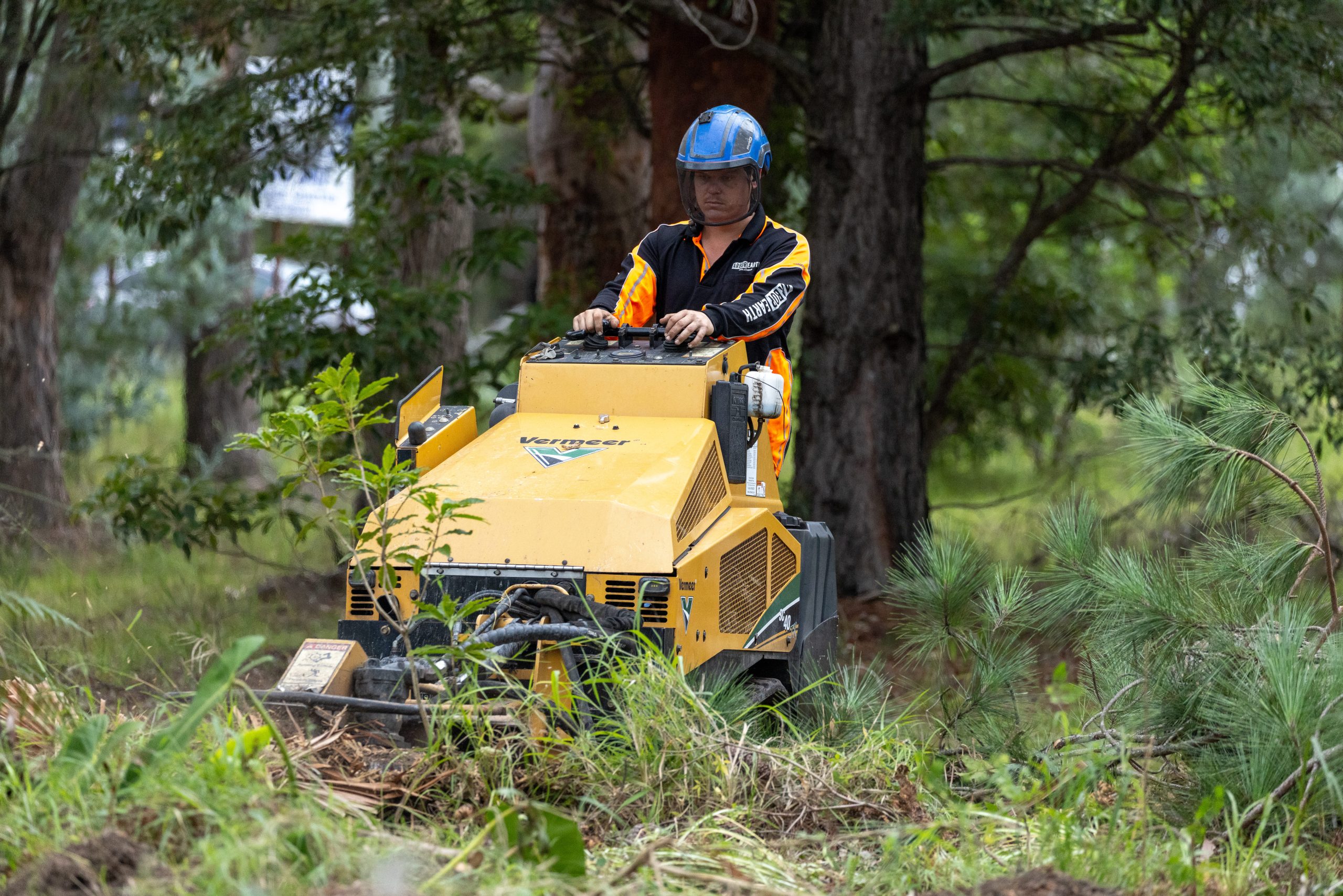 Professional tree removal equipment and crew