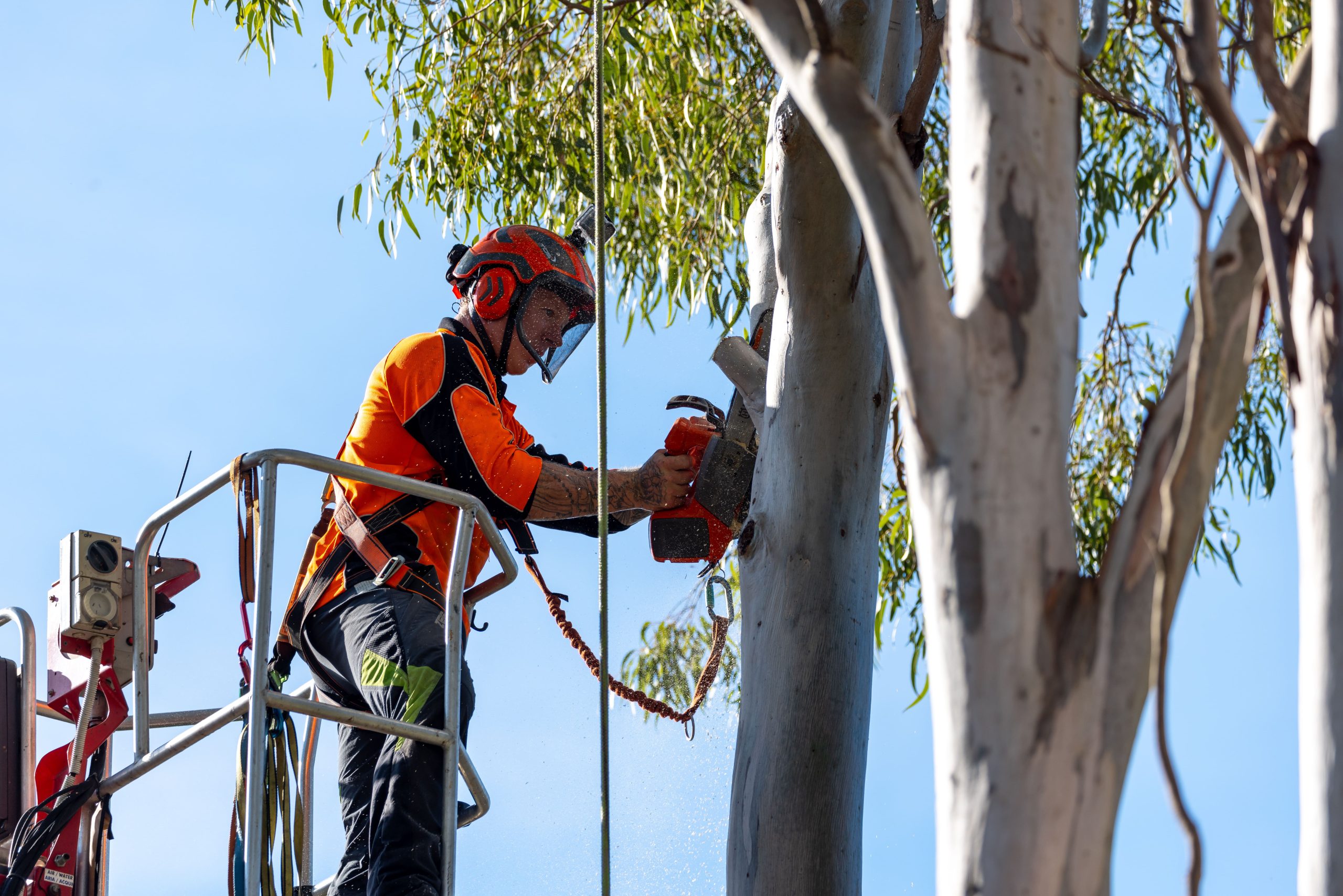 Arbor Earth professional tree services team at work