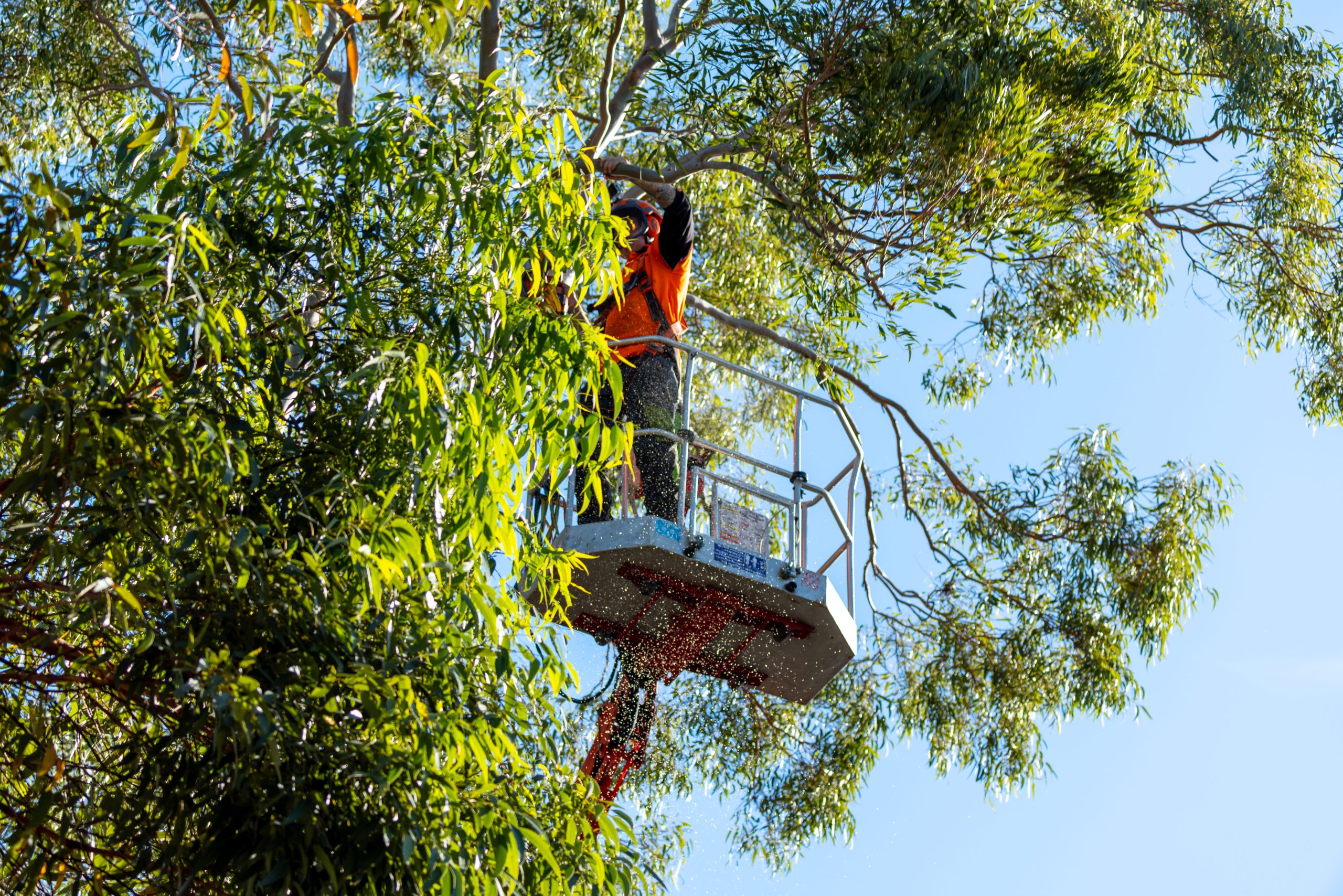 Arbor Earth professional tree services team at work