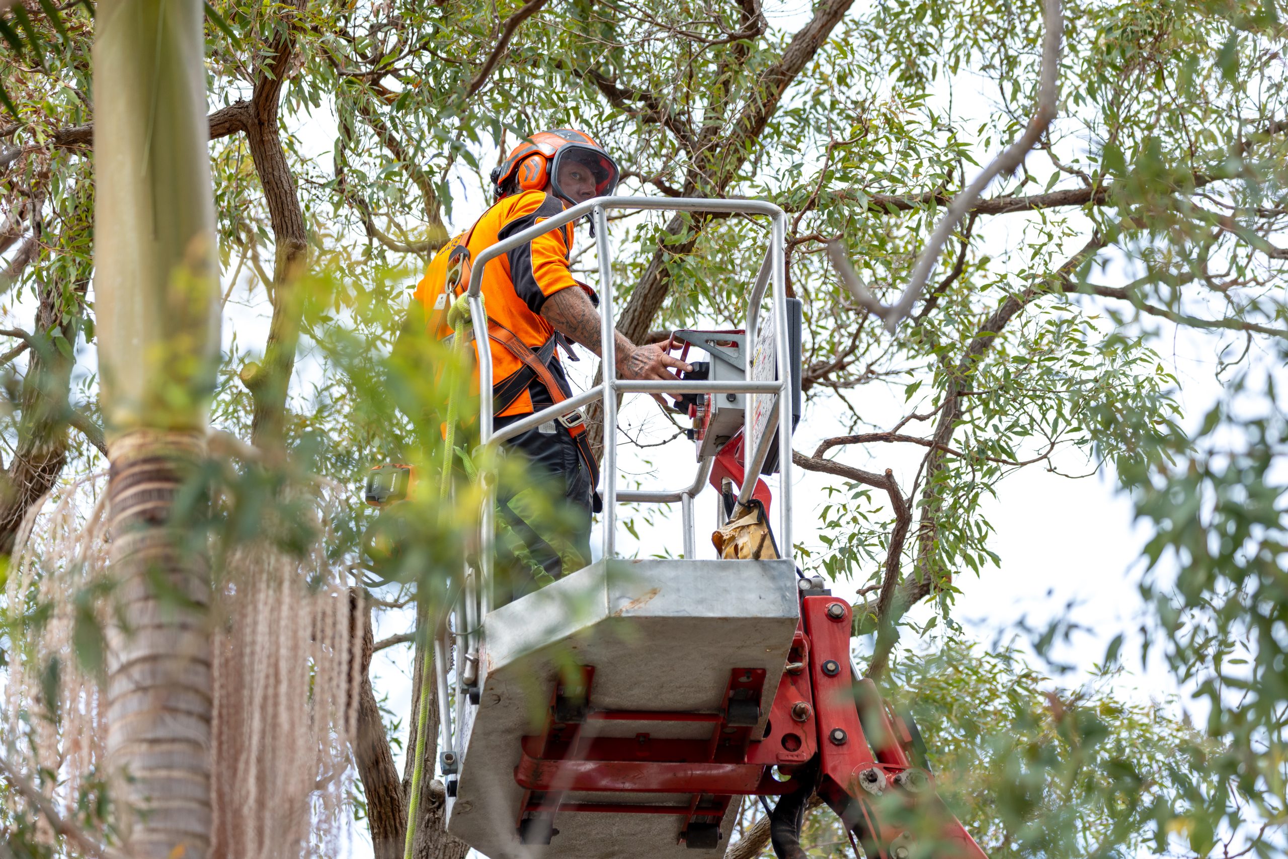 Arbor Earth professional tree services team at work