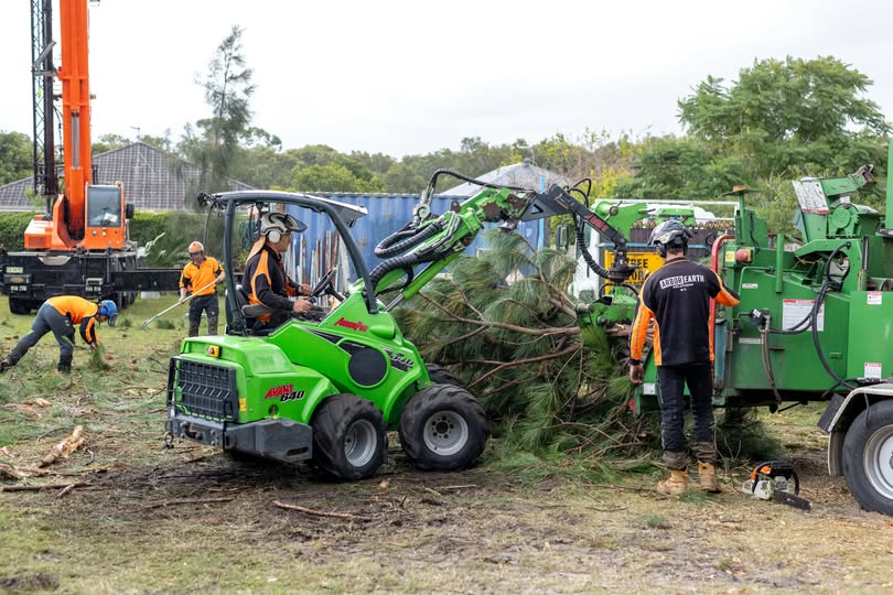 Professional tree removal equipment and crew