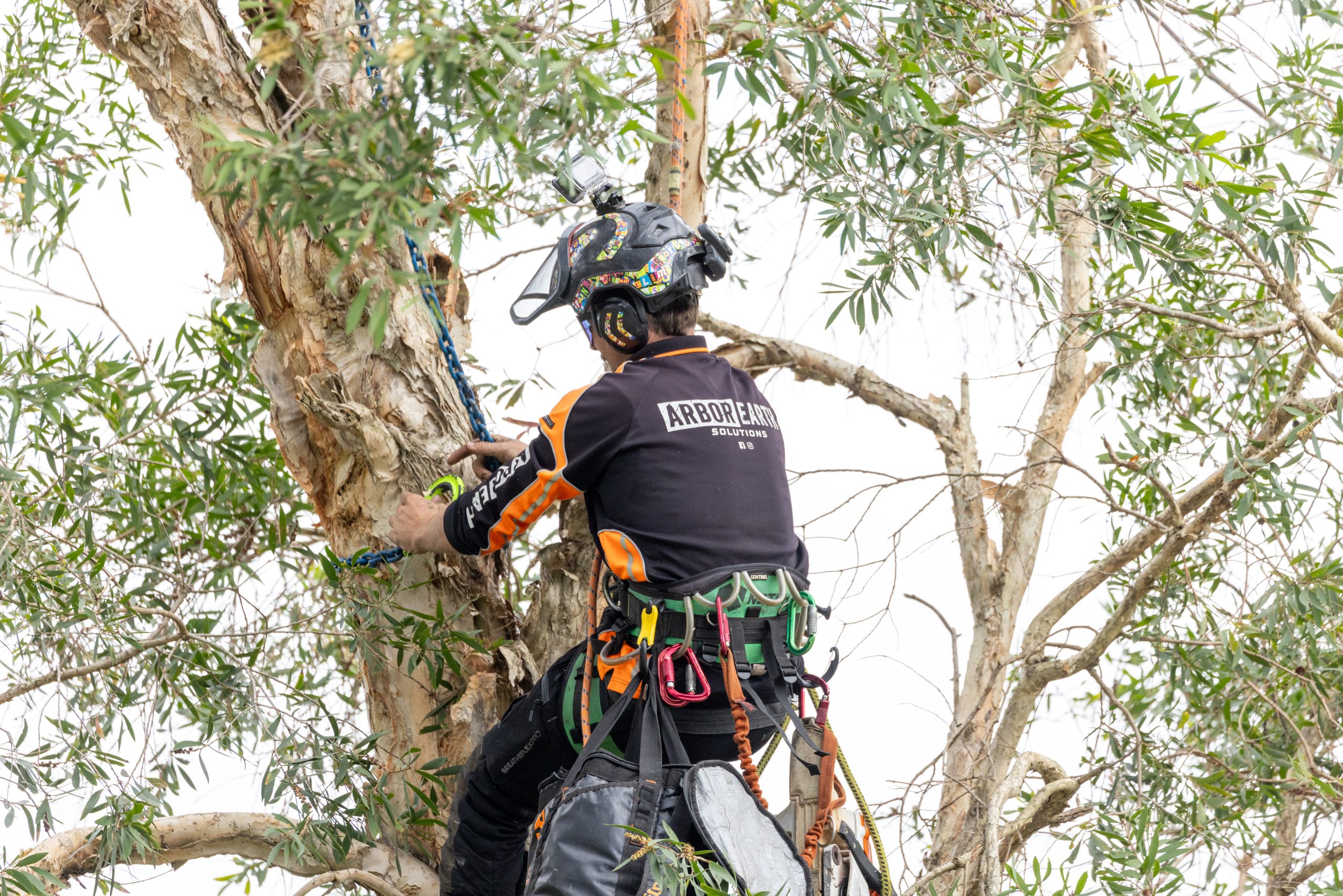 Arbor Earth professional tree services team at work