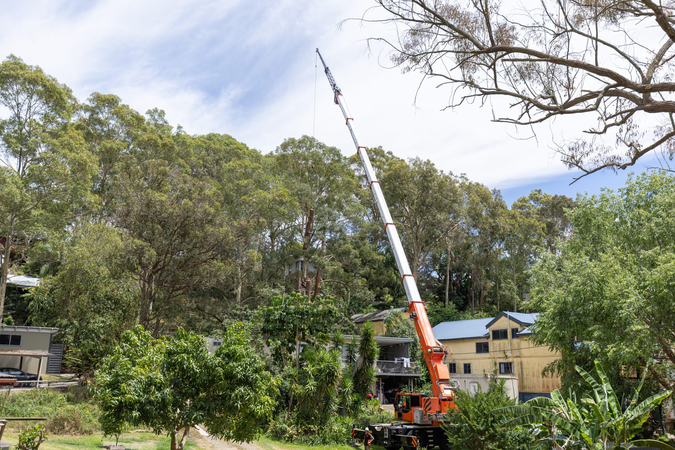 Professional tree removal equipment and crew