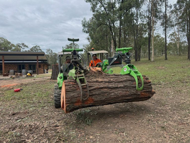 Professional tree removal equipment and crew